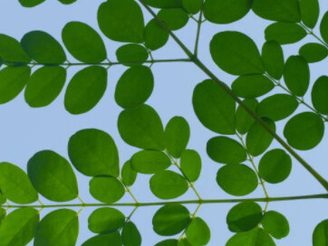 Moringa oleifera is a tropical drought-resistant tree