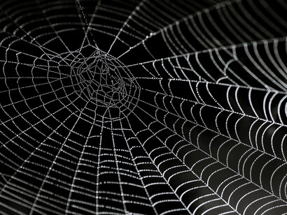 Vista de una telaraña