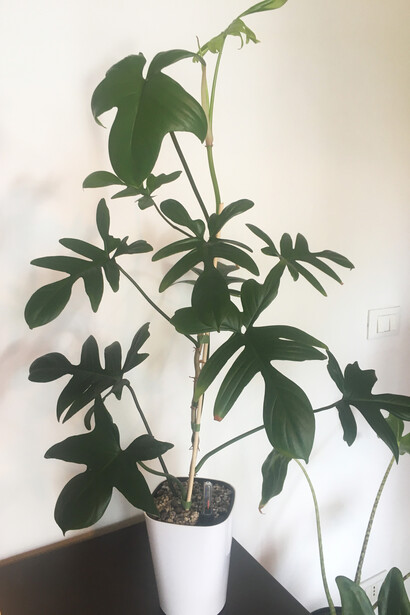 Filodendron pedatum