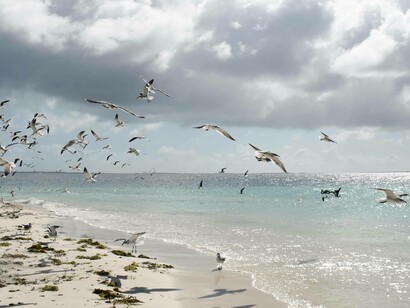 The seagulls soaring off the coast of Venezuela