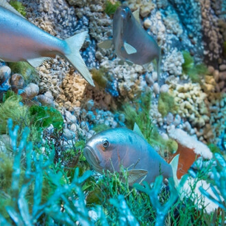 Marine Life in the Putnam Family Gallery. Courtesy of Harvard Museum of Natural History