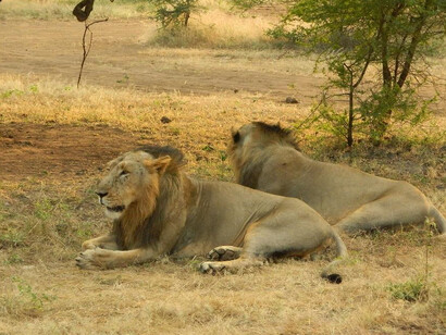 Two lions in Sasan Gir