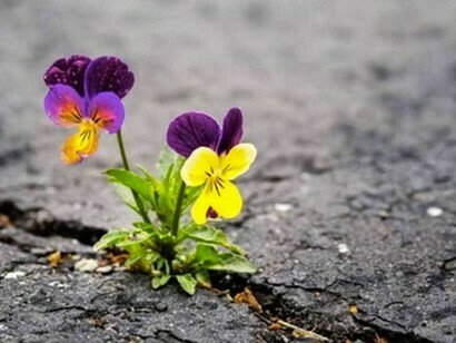 Plus le monde est en proie à des bouleversements majeurs, plus la résilience est perçue comme la solution en termes de résistance et d'adaptation aux chocs
