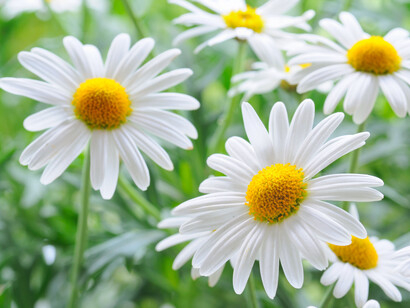 Primavera