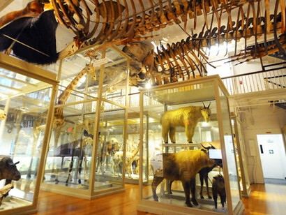 Great Mammal Hall. Courtesy of Harvard Museum of Natural History 