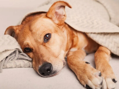 Perro mestizo descansa en una cama