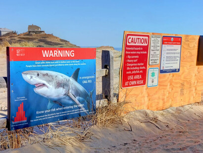 La preservación de los tiburones es una tarea urgente y compartida, porque al protegerlos aseguramos también la continuidad de innumerables formas de vida marina que dependen de ellos