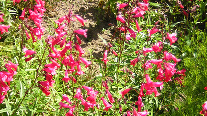 Giardino del Castello di Crathes, Scozia - Fiori di fucsia - Foto di Simonetta Sandri