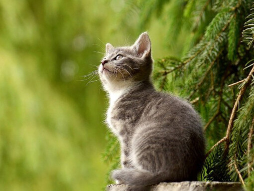 I gatti possiedono una membrana sensibilissima negli occhi che riflette la più piccola porzione di luce ricevuta