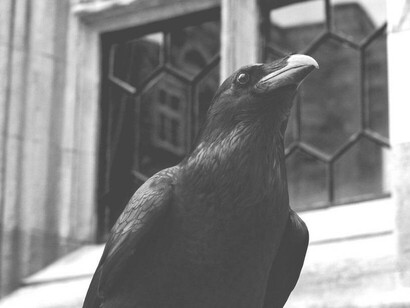 The raven hops back and forth in admiring the bluish-black sheen  