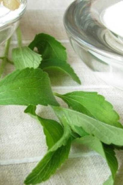 Kaa hee, la pianta del miele, nota anche come Stevia rebaudiana