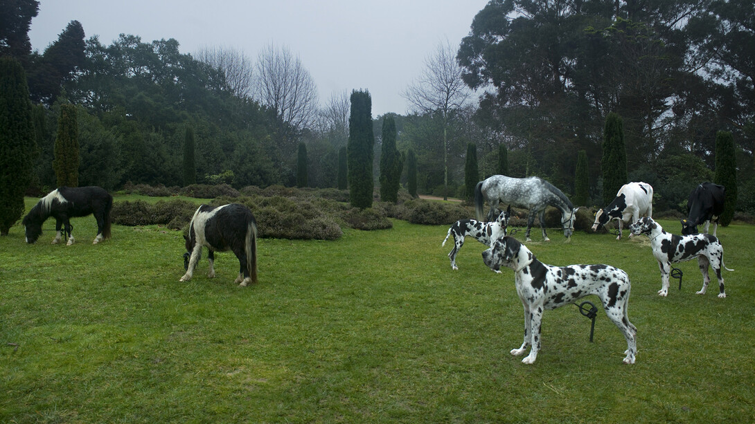Bethan Huws, Black and white animals, 2009, Colour inkjet print on Hahnemühle paper, 100 x 106 cm, Courtesy of the artist, Copyrights Bethan Huws & A.D.A.G.P. Paris, 2015, Photograph : Filipe Braga