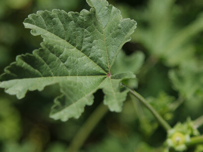 La malva, Pilar conosce tutte le piante della Sierra Nord 