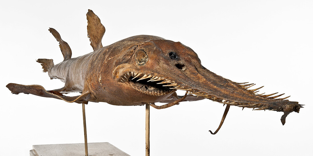 Fishes. Courtesy of Museum für Naturkunde