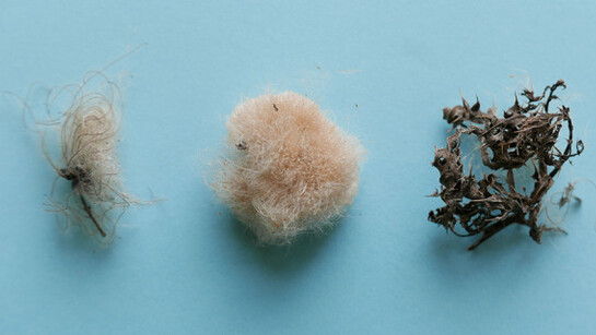 Natural Habitat. Courtesy of Wellcome Collection 