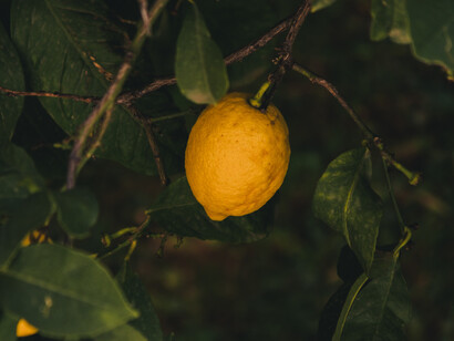 Wild lemon