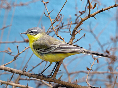 Birds & Indigenous Animals. Courtesy of Museum für Naturkunde