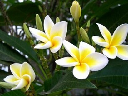 Fiori di Champa