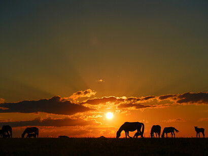 Maksat Shagyrbay, Steppe, exhibition photo. Courtesy of Erarta Museum