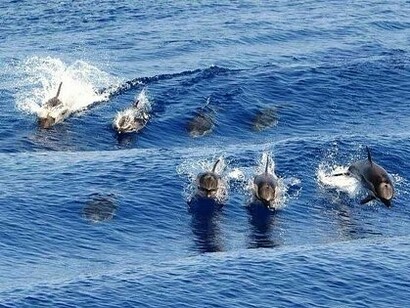 La zona speciale di conservazione (ZSC), il Santuario Internazionale dei Mammiferi Marini Pelagos