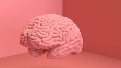 Cervello umano: l’uomo è l’animale più complesso