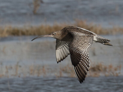 Curlew in flight over salt marsh © Gehan de Silva Wijeyeratne ©