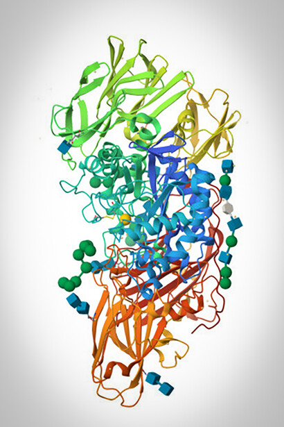 Bêta-galactosidase. Jacques Monod mettra quelques années à s’affranchir de l’explication mécaniste de la modification de la forme de la protéine par l’action directe de son substrat