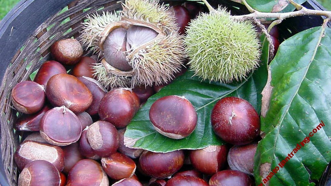 Frutti e ricci di Castanea Vesca