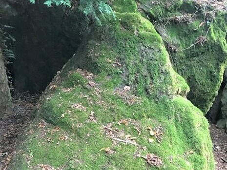 I muschi regolano il ciclo dell’acqua nelle foreste