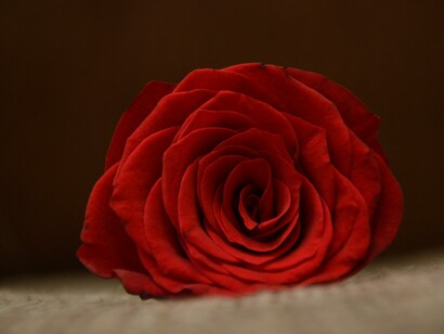 The red rose is a symbol of passion. The internal vs. external outlook distinction between passion and purpose is perhaps my favourite; although passion is what birth provides you with, purpose is what you offer to the world