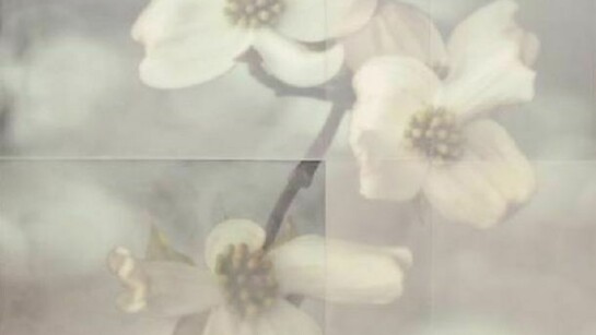 Tom Brydelsky, Dogwood Blossoms, 2013, encaustic on archival print mounted on panel 43 x 43 x 2.5 inches