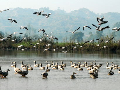 Lake Chilika, Source: Forest and wildlife preservation department