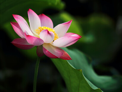 A flor de lótus é um símbolo oriental de paciência e desabrochar na hora certa