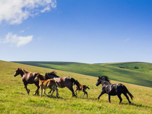 Cavalli allo stato brado