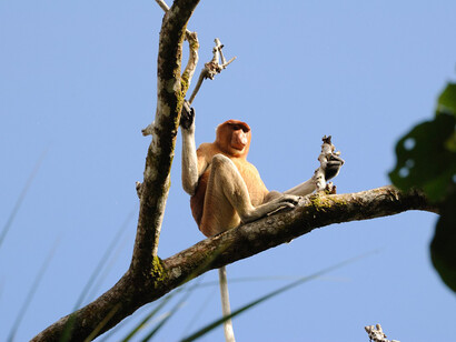 Esemplare di scimmia proboscide presente nel Borneo malese
