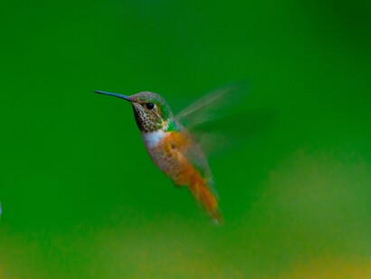 Colibrí