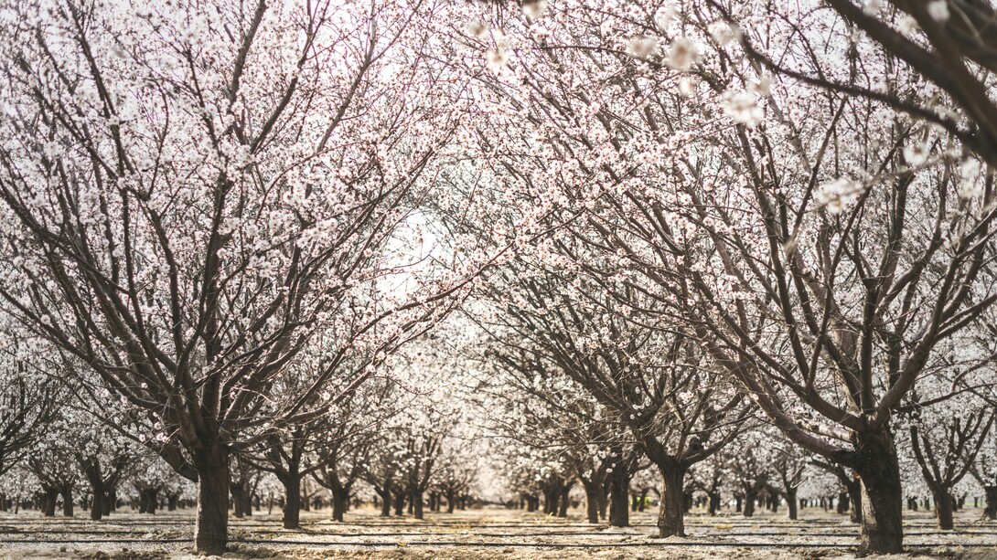 La coltivazione delle mandorle in Puglia è una tradizione secolare, grazie al clima mediterraneo ideale per la crescita di alberi di mandorlo