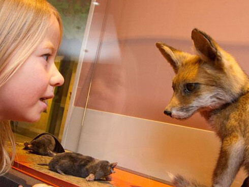 BiodiverCITY. Courtesy of Royal Belgian Institute of Natural Sciences