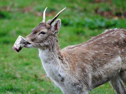 ¿A quién no le gusta un café en medio de la campiña?