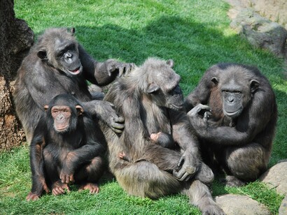 Family of chimpanzees