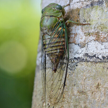 Chicharra en un tronco