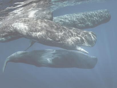 Linguaggio e comunicazione con i cetacei. Ma il linguaggio umano è davvero unico nel regno animale? Alcuni scienziati ritengono di no, e sostengono che anche altri animali possano avere forme di comunicazione simili al linguaggio. Tra questi animali spiccano i cetacei, come le balene e i delfini, che sono noti per la loro intelligenza e per la loro capacità di produrre suoni complessi e variabili