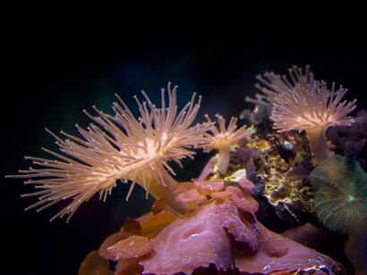 Coralli e molluschi sono gli organismi colpiti più duramente 