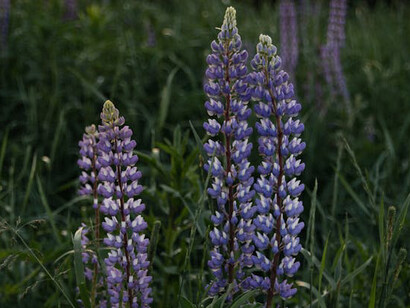 Amid the lavender’s serene presence, we find solace in the knowledge that despite age and timing, determination and faith shape our journey and give rise to endless possibilities