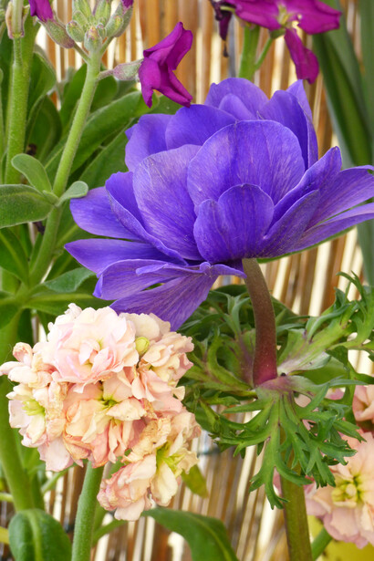 Anemone coronaria e violaciocca