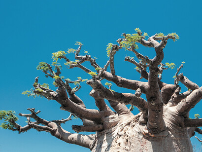 Grandidier's Baobab © Louise Jasper