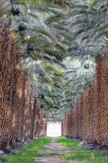 Drive sustainable nutrition with Mejhool date palm cultivation, optimizing your healthy food production