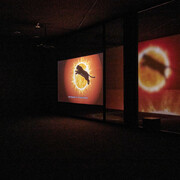 Ho Tzu Nyen, Time and the tiger, vue de l'exposition. Avec la courtoisie du Mudam