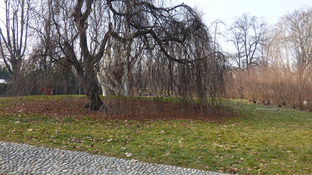 Parco Sempione, faggio pendulo