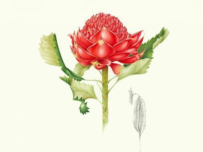 Belinda Biggs, Wyee Point, New South Wales, Australia, New South Wales Waratah (Telopea speciosissima), Mixed media: graphite, watercolor on paper, 2008, 11 x 12.5 in (27.9 x 31.7 cm)